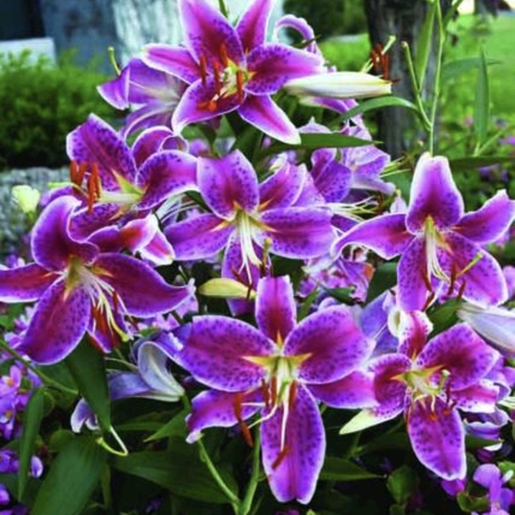 🌷🌹Miracle grow. Plant food🌷🌷 - Picture 3 of 3